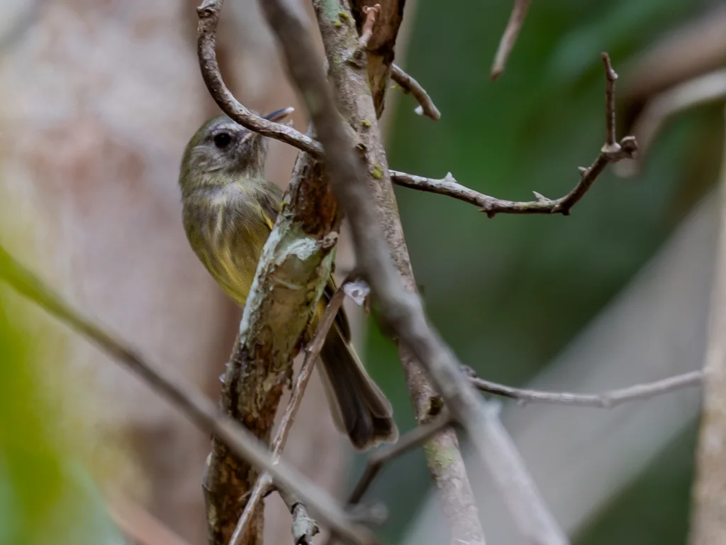 阔嘴哑霸鹟(Hemitriccus josephinae)