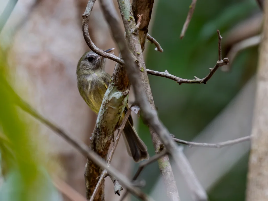 阔嘴哑霸鹟(Hemitriccus josephinae)