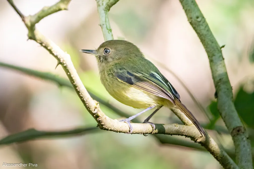 凯氏哑霸鹟(Hemitriccus kaempferi)