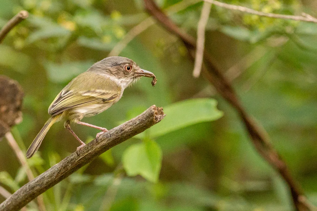 斑臀哑霸鹟(Hemitriccus margaritaceiventer)
