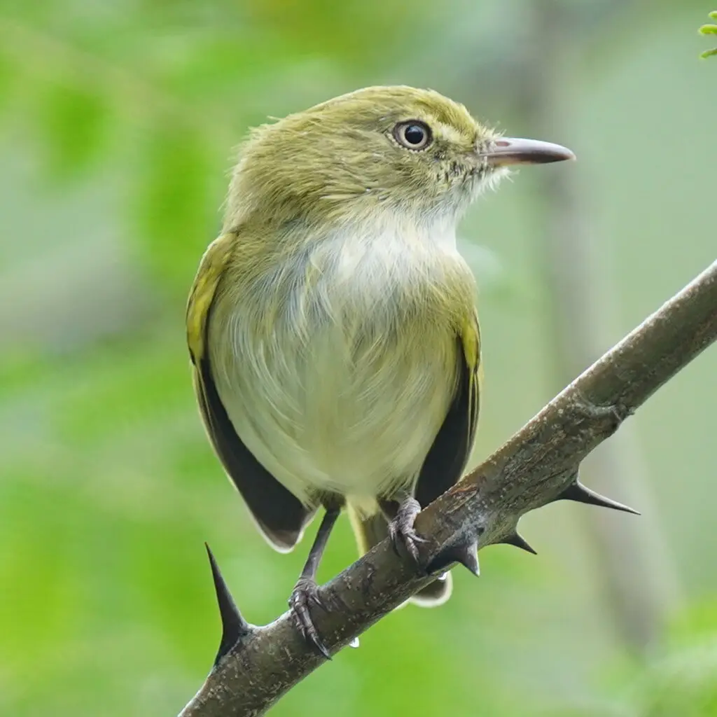 悬巢哑霸鹟(Hemitriccus nidipendulus)