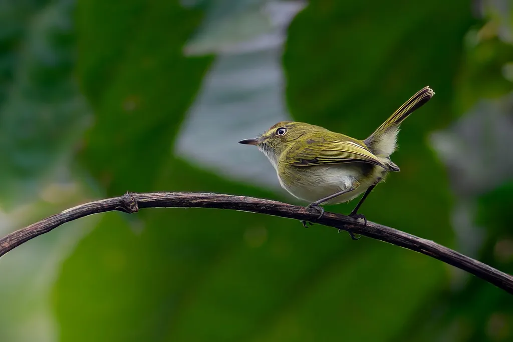悬巢哑霸鹟(Hemitriccus nidipendulus)