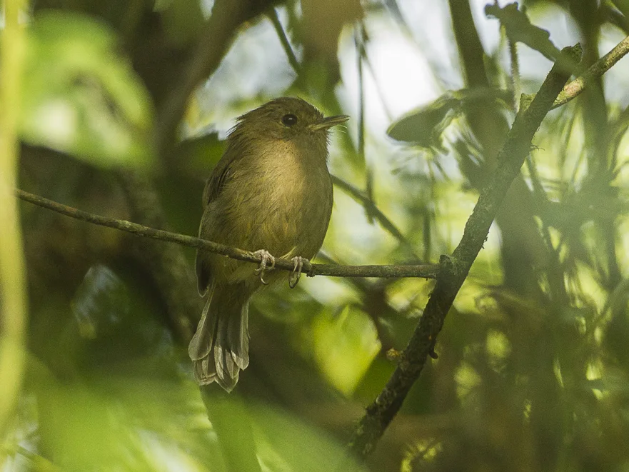 褐胸侏霸鹟(Hemitriccus obsoletus)