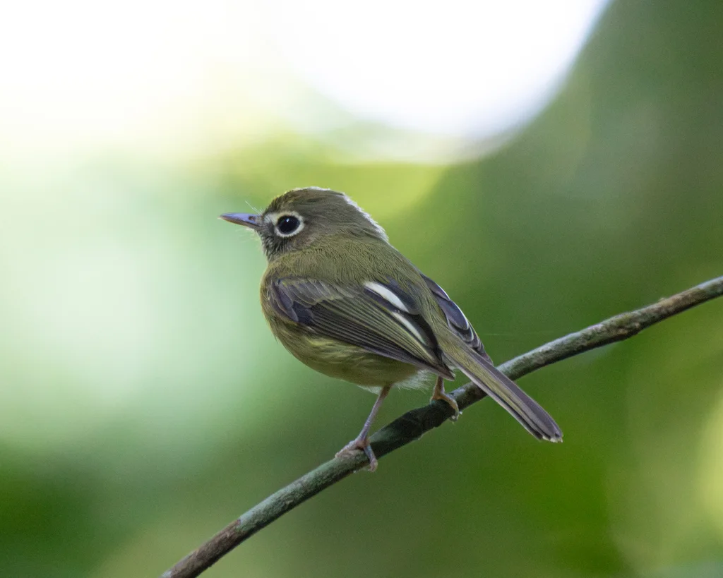 橄榄色哑霸鹟(Hemitriccus orbitatus)