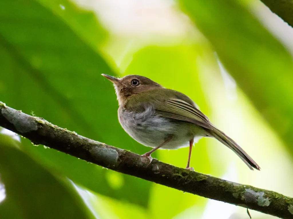 黄喉哑霸鹟(Hemitriccus rufigularis)