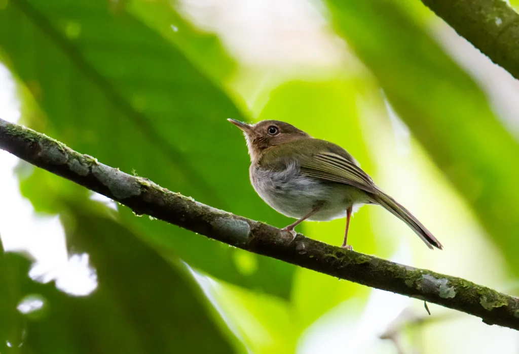 黄喉哑霸鹟(Hemitriccus rufigularis)