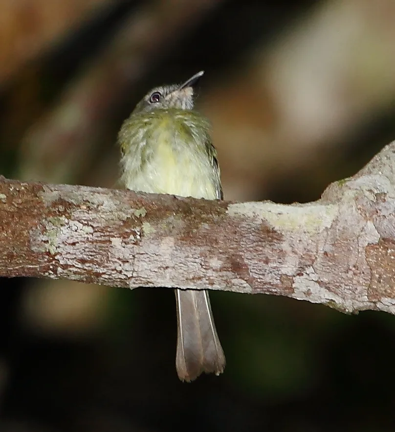 白眼哑霸鹟(Hemitriccus zosterops)