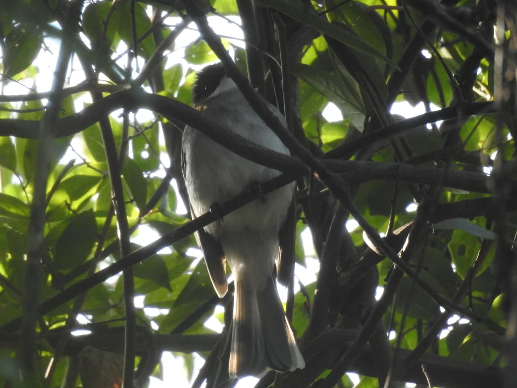 栗背短脚鹎(Hemixos castanonotus)