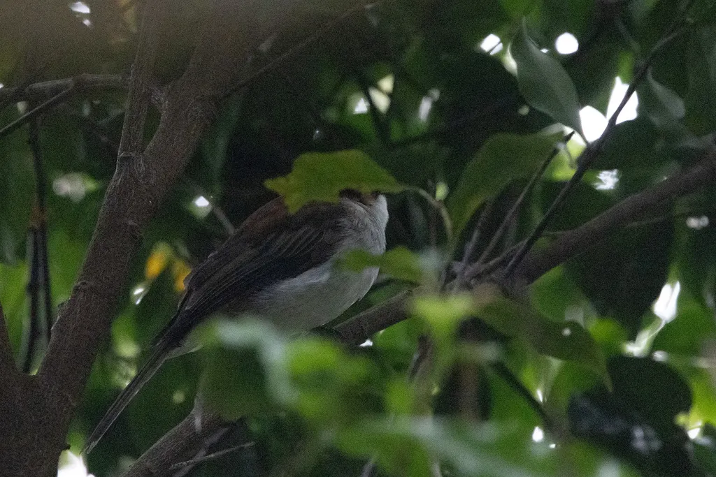 栗背短脚鹎(Hemixos castanonotus)