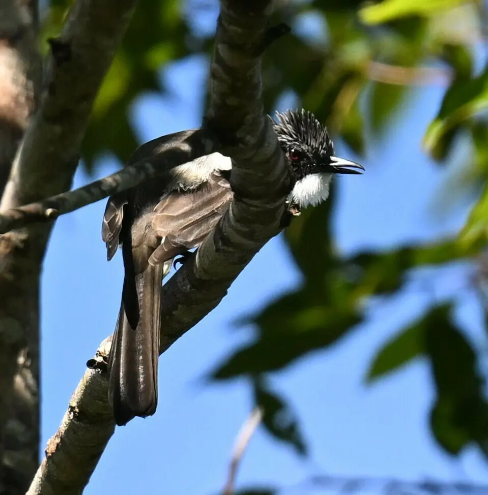灰黑短脚鹎(Hemixos cinereus)