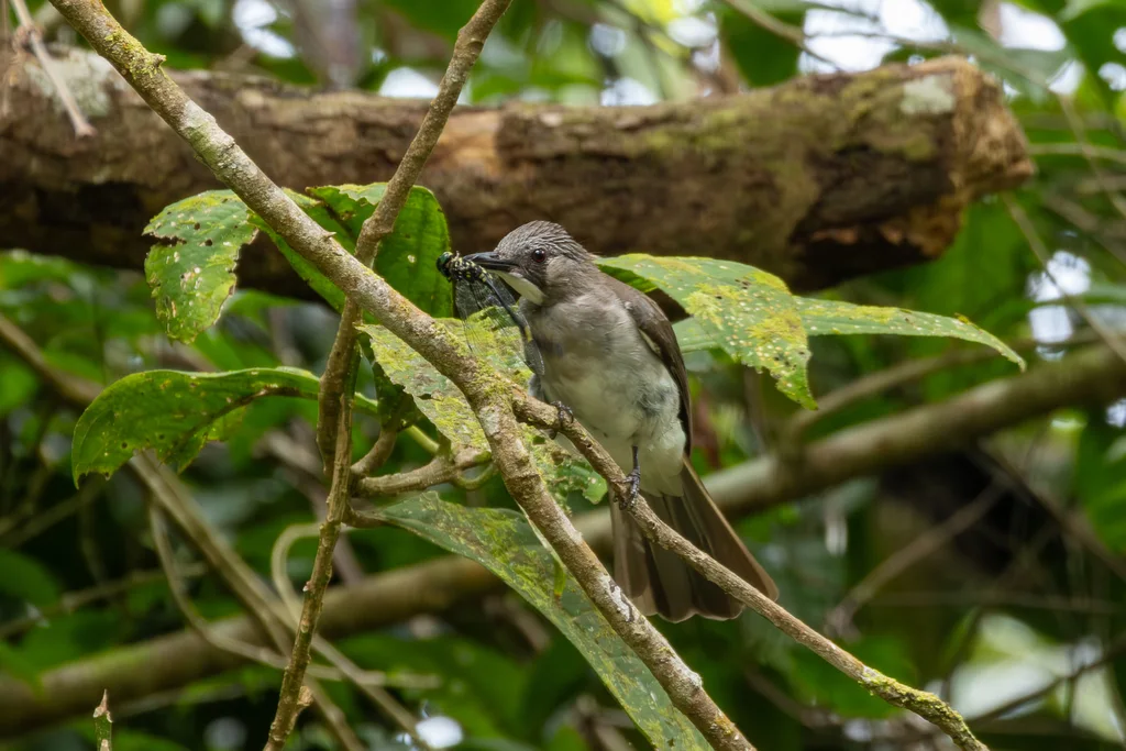 灰黑短脚鹎(Hemixos cinereus)