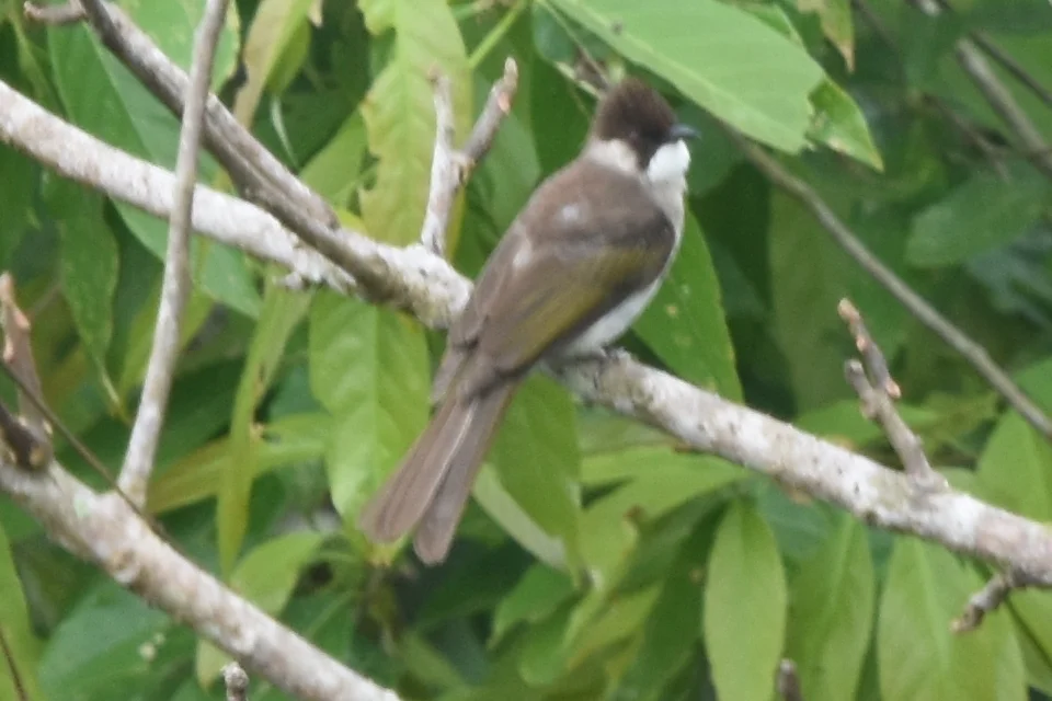 灰短脚鹎(Hemixos flavala)