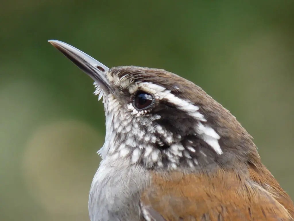 灰胸林鹩(Henicorhina leucophrys)