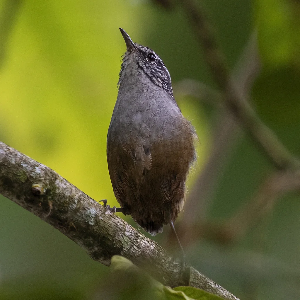 灰胸林鹩(Henicorhina leucophrys)