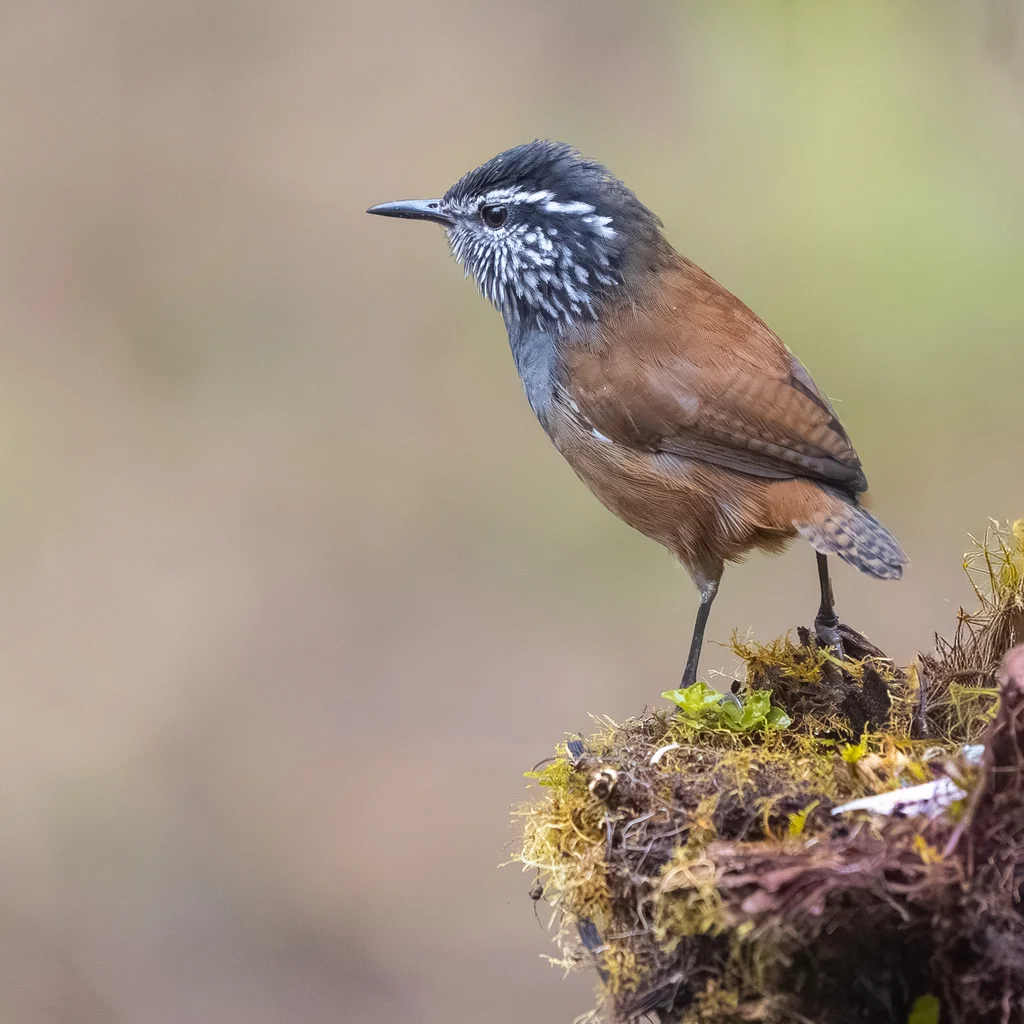 灰胸林鹩(Henicorhina leucophrys)