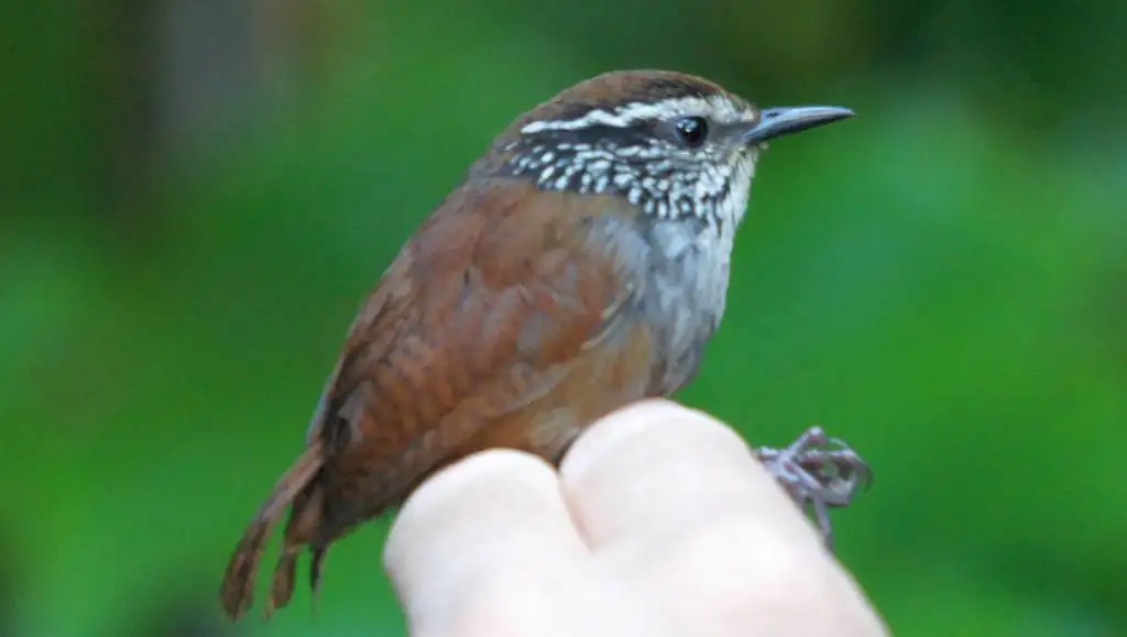 灰胸林鹩(Henicorhina leucophrys)