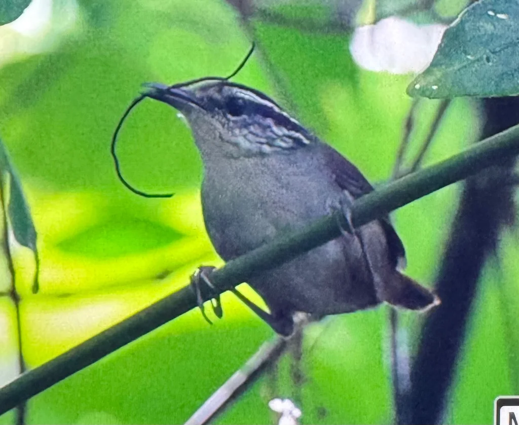 灰胸林鹩(Henicorhina leucophrys)