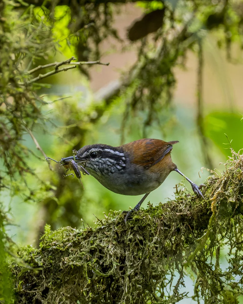 灰胸林鹩(Henicorhina leucophrys)