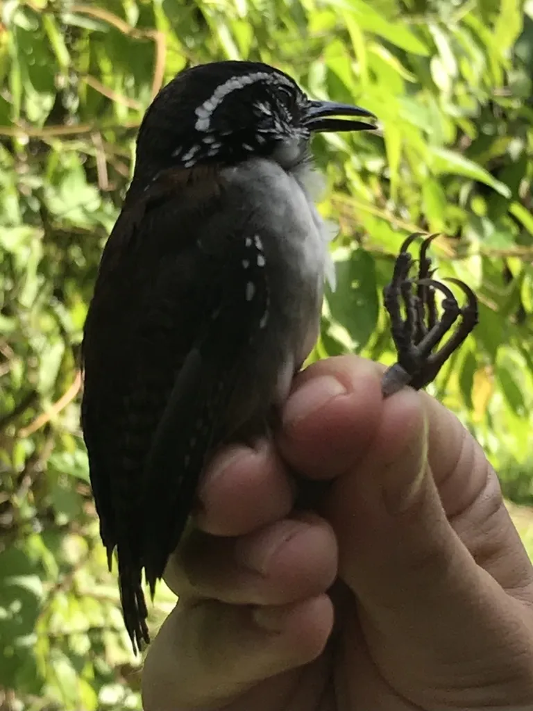 白胸林鹩（Henicorhina leucosticta）