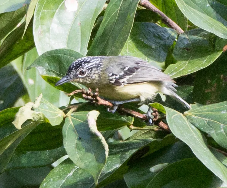 黄胸蚁鹩(Herpsilochmus axillaris)