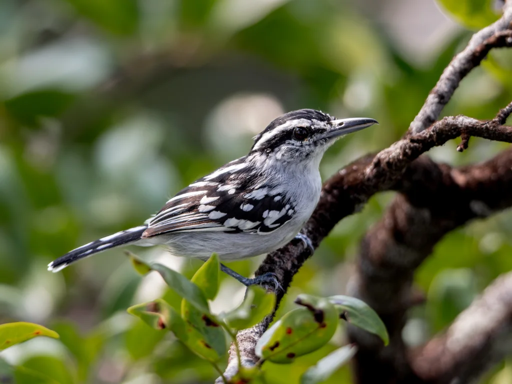 斑背蚁鹩（Herpsilochmus dorsimaculatus）