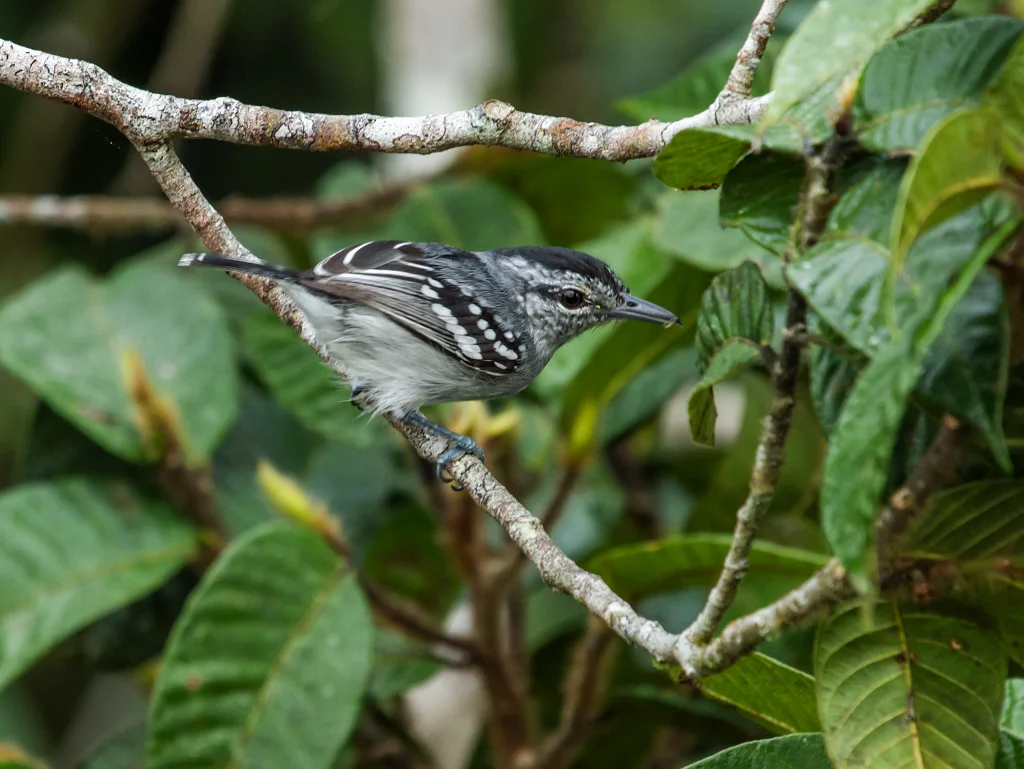 杜氏蚁鹩(Herpsilochmus dugandi)