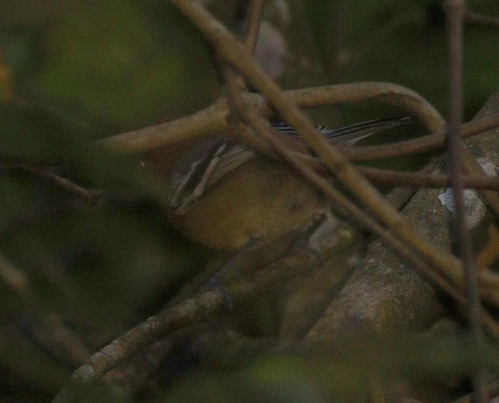 大嘴蚁鹩(Herpsilochmus longirostris)