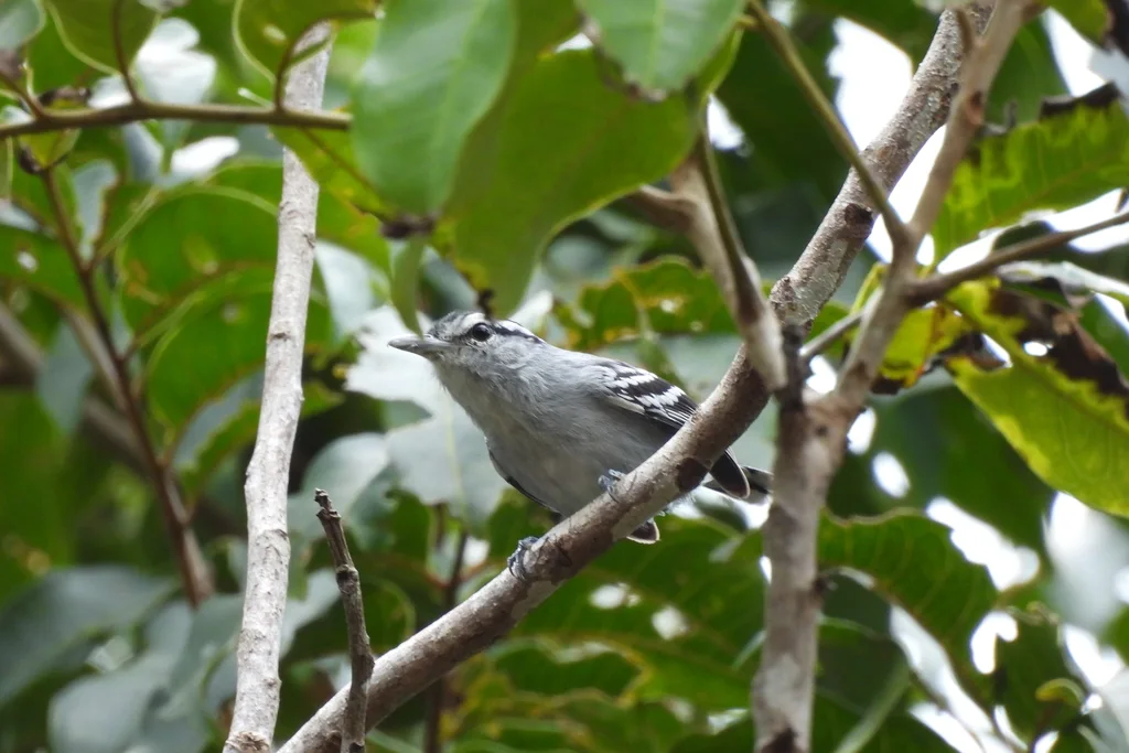 乌顶蚁鹩（Herpsilochmus pileatus）