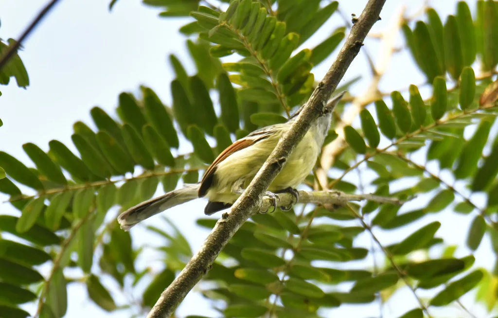 棕翅蚁鹩(Herpsilochmus rufimarginatus)