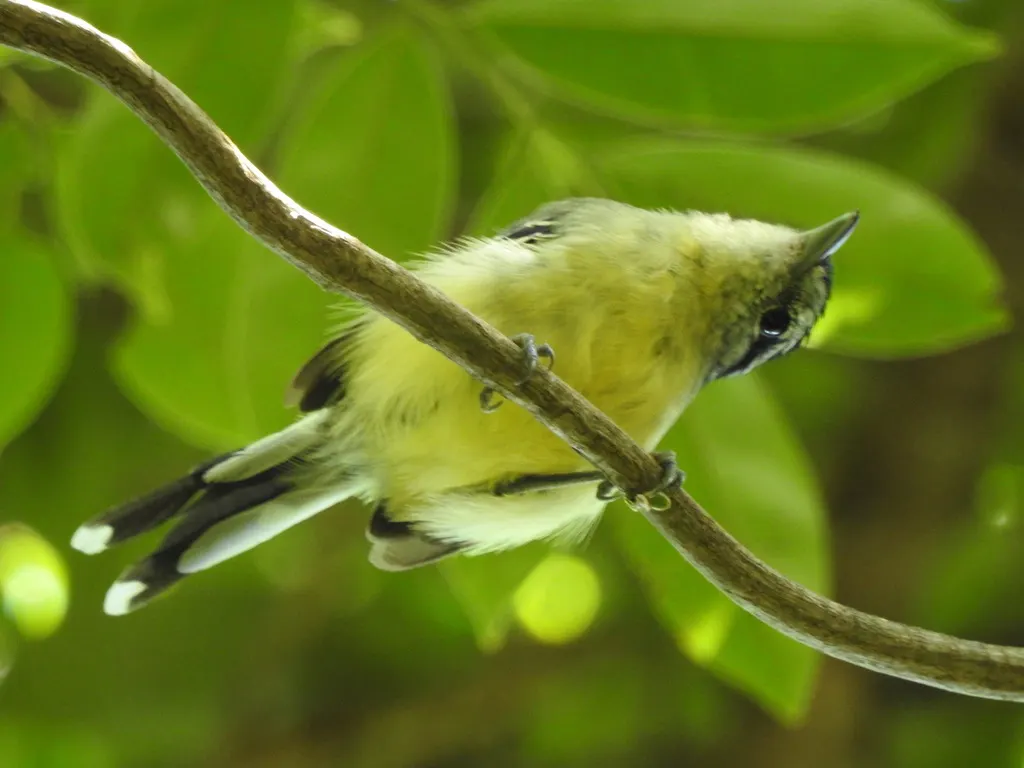 棕翅蚁鹩(Herpsilochmus rufimarginatus)