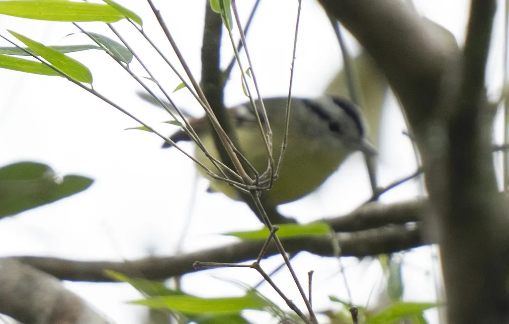 棕翅蚁鹩(Herpsilochmus rufimarginatus)