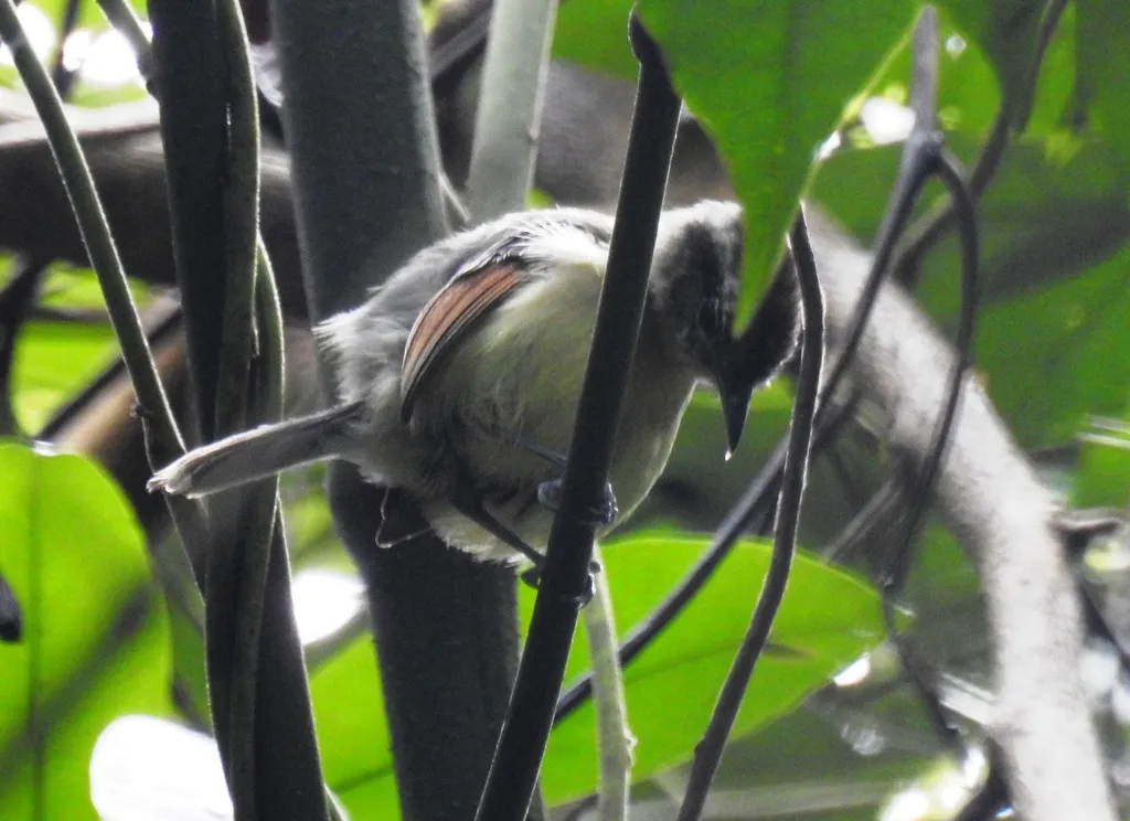 棕翅蚁鹩(Herpsilochmus rufimarginatus)