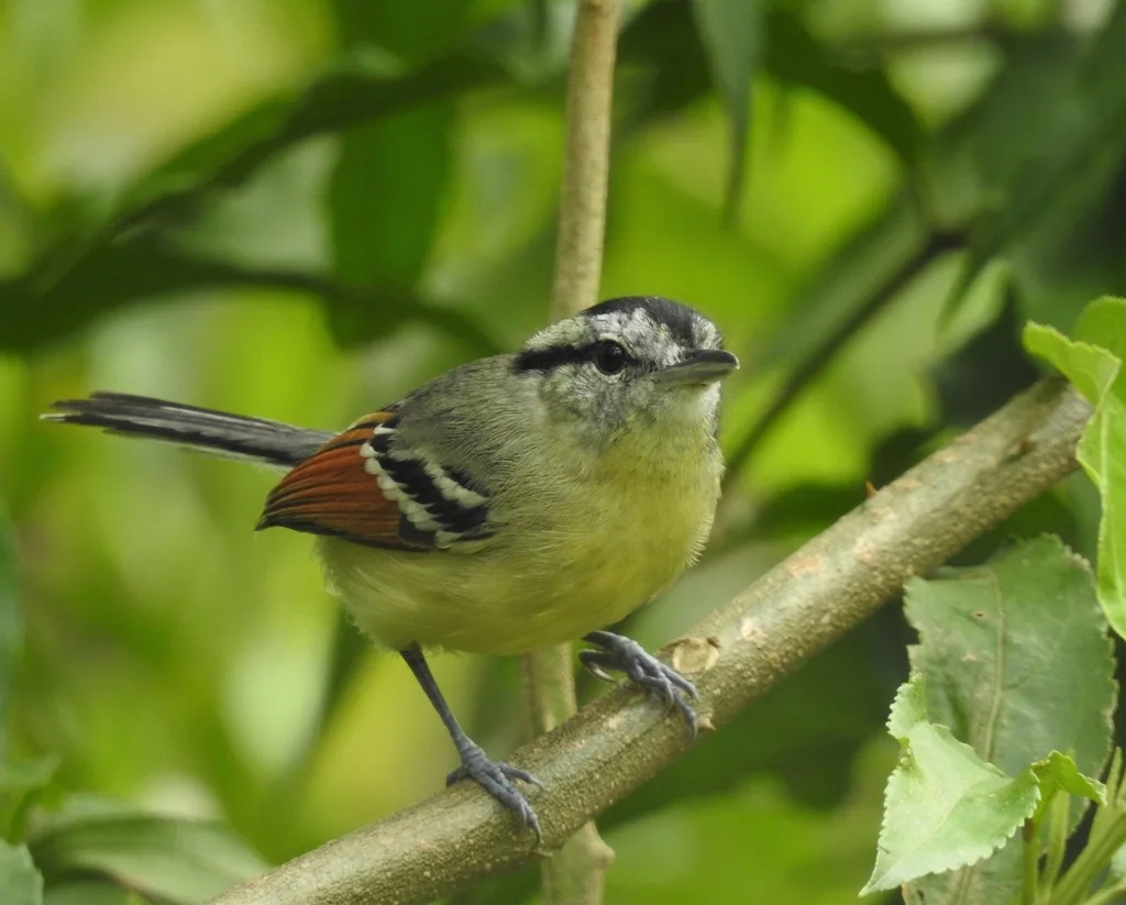 棕翅蚁鹩(Herpsilochmus rufimarginatus)