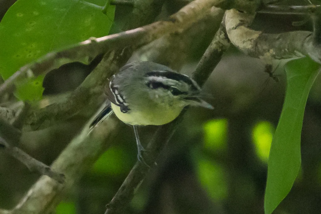 棕翅蚁鹩(Herpsilochmus rufimarginatus)