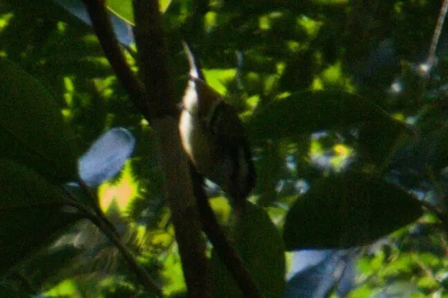 棕翅蚁鹩(Herpsilochmus rufimarginatus)