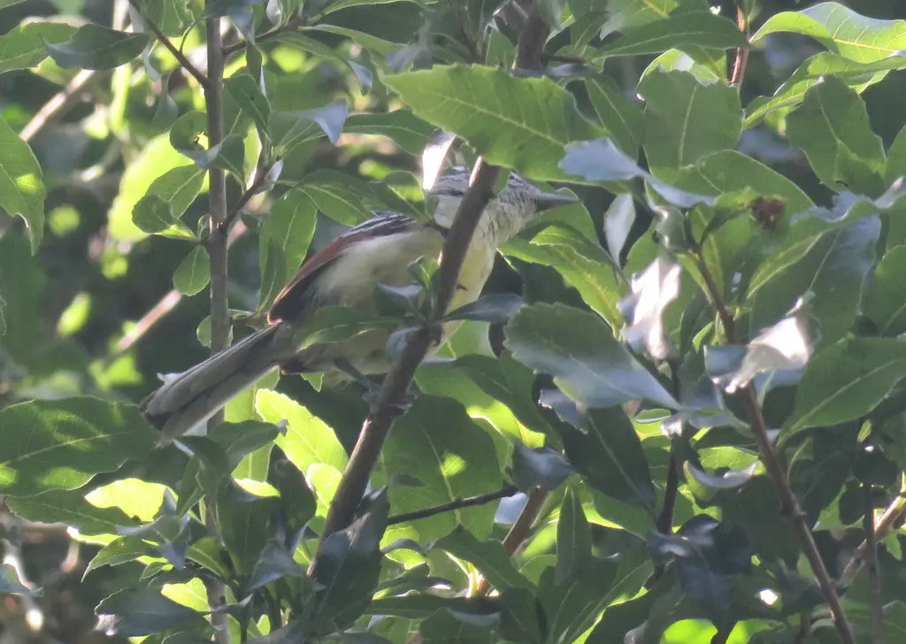 棕翅蚁鹩(Herpsilochmus rufimarginatus)