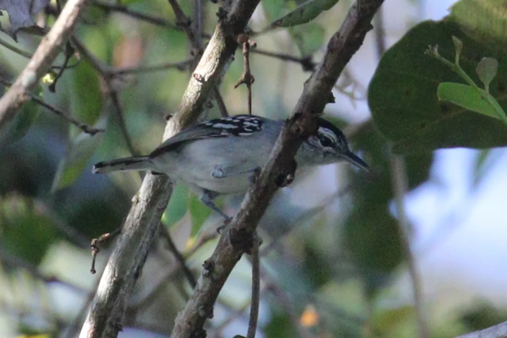 托氏蚁鹩(Herpsilochmus stictocephalus)