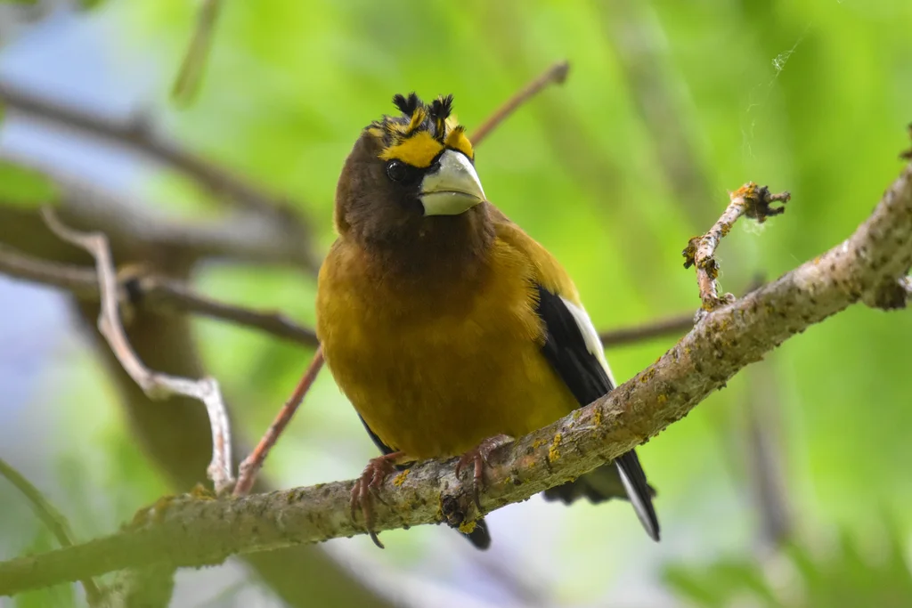 黄昏锡嘴雀(Hesperiphona vespertina)