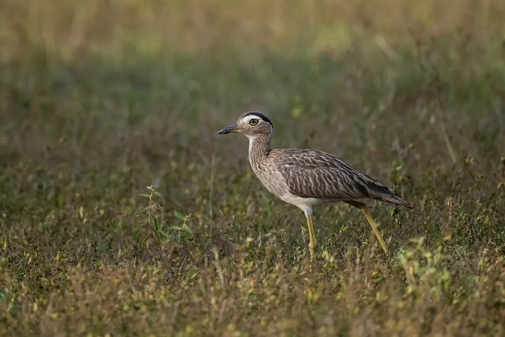 双纹石鸻（Hesperoburhinus bistriatus）