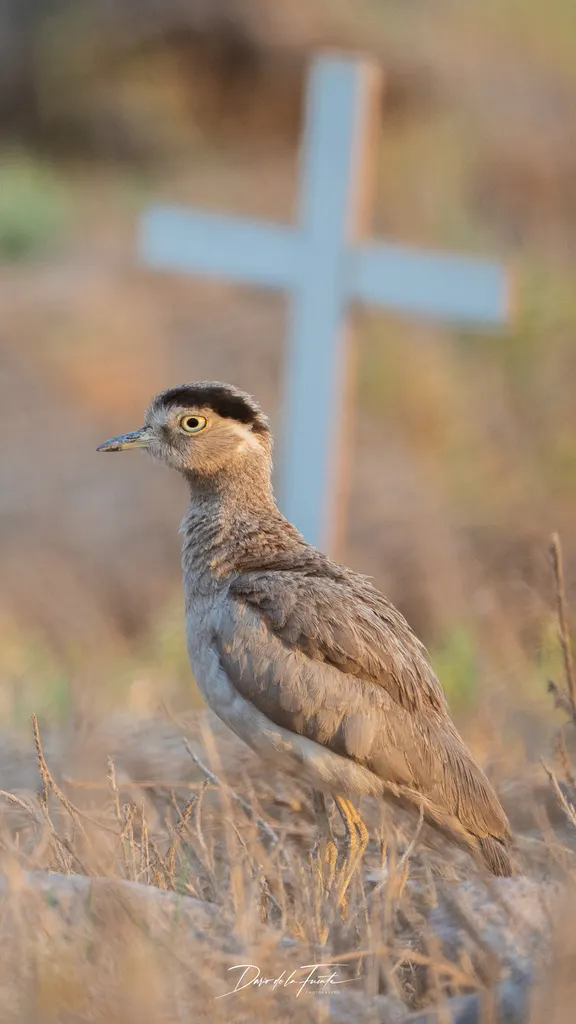 秘鲁石鸻(Hesperoburhinus superciliaris)