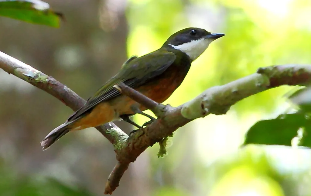 黄顶娇鹟(Heterocercus flavivertex)