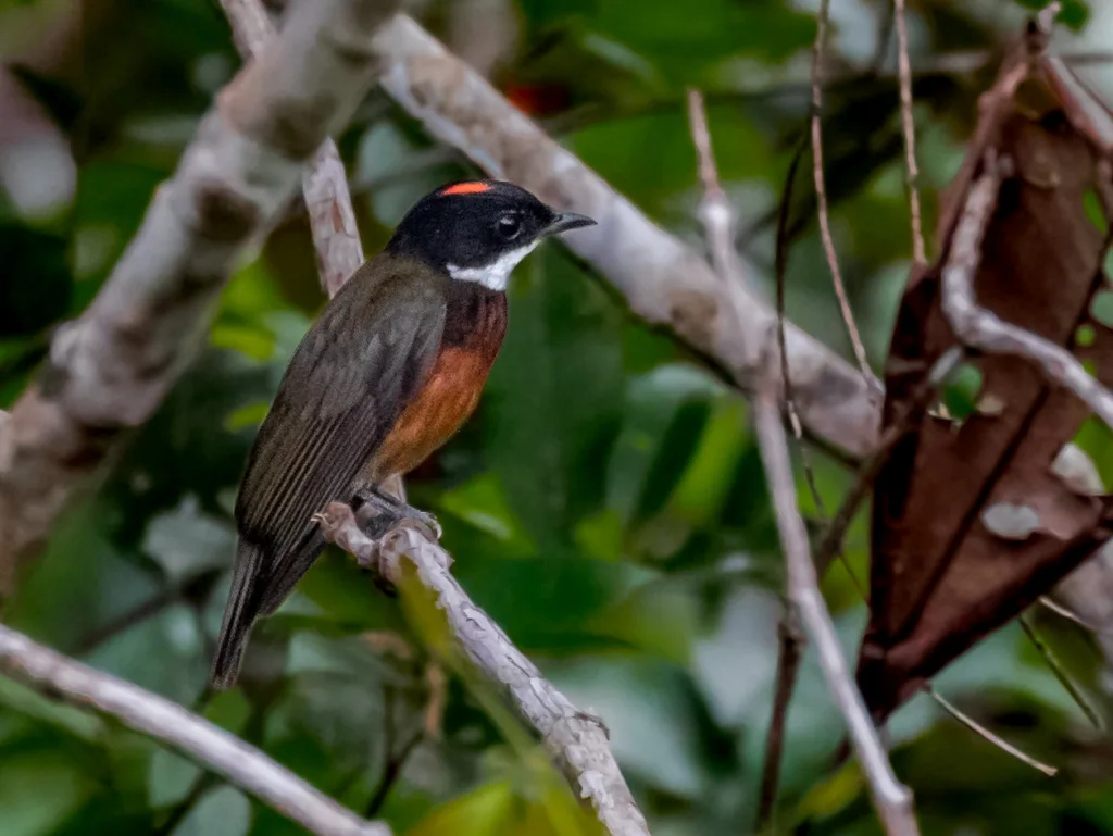 赤顶娇鹟(Heterocercus linteatus)