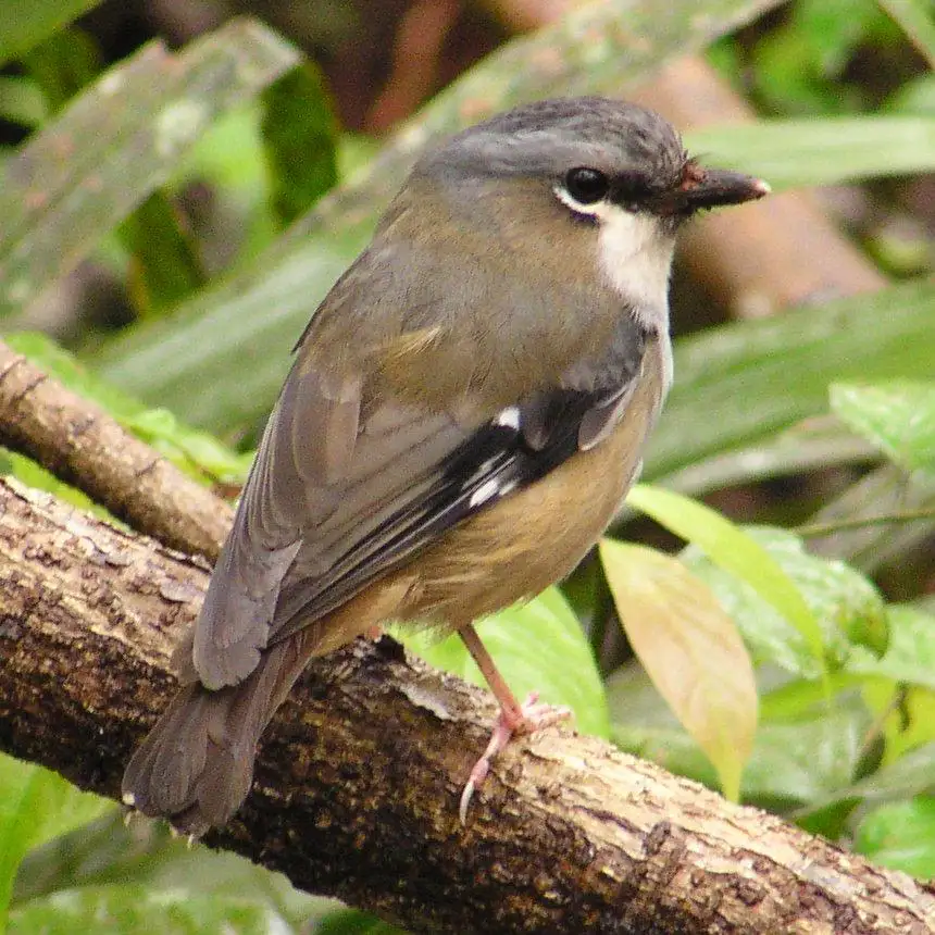 地丛鹟(Heteromyias albispecularis)