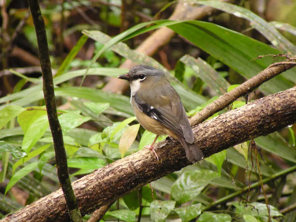 地丛鹟(Heteromyias albispecularis)