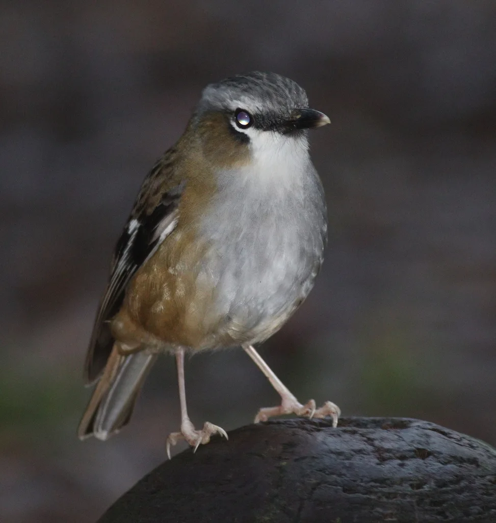 灰头丛鹟（Heteromyias cinereifrons）