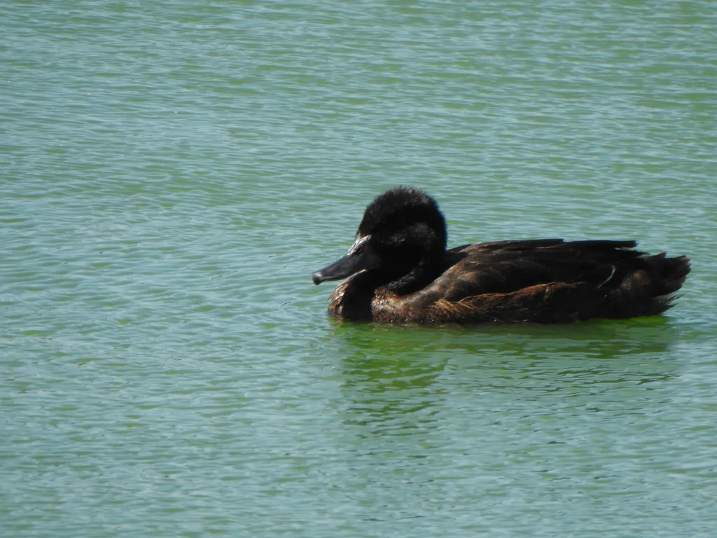 黑头鸭(Heteronetta atricapilla)
