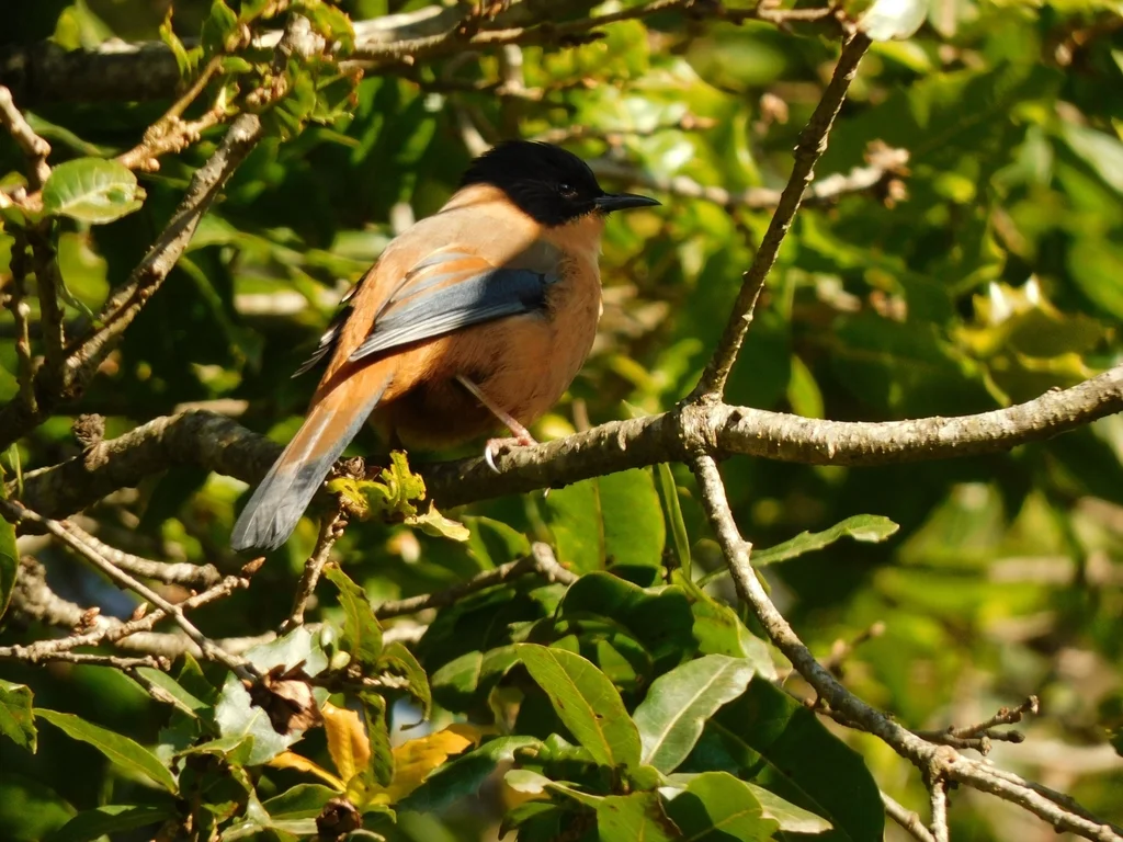 黑顶奇鹛(Heterophasia capistrata)