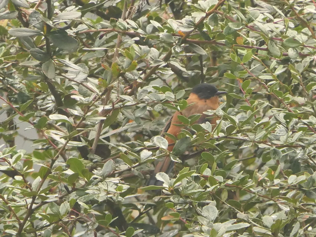 黑顶奇鹛(Heterophasia capistrata)