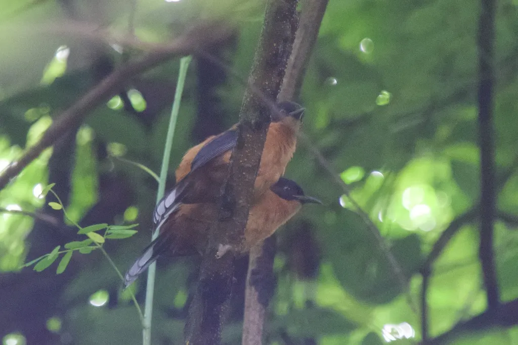 黑顶奇鹛(Heterophasia capistrata)