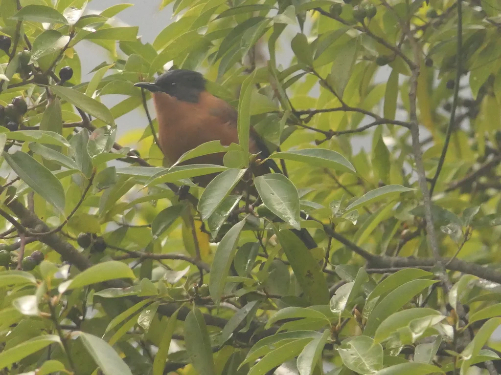 黑顶奇鹛(Heterophasia capistrata)